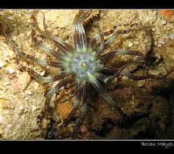 Interesting Anemone found at Fahal Island, Muscat, Oman. ... by Brian Mayes 